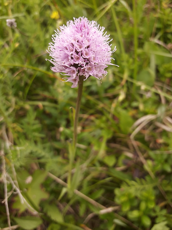 pavstavač hlavatý Traunsteinera globosa (L.) Reichenb.