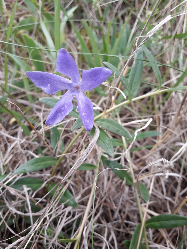 zimozeleň bylinná Vinca herbacea Waldst. et Kit.