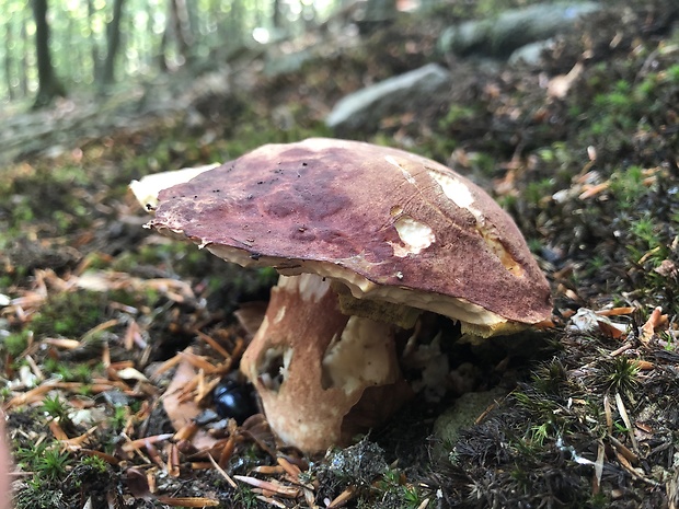 hríb sosnový Boletus pinophilus Pil. et Dermek in Pil.