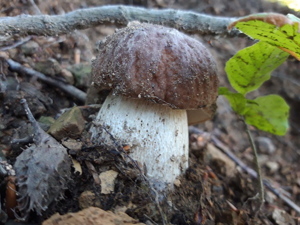 hríb smrekový Boletus edulis Bull.