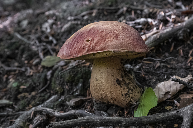 hríb sosnový Boletus pinophilus Pil. et Dermek in Pil.