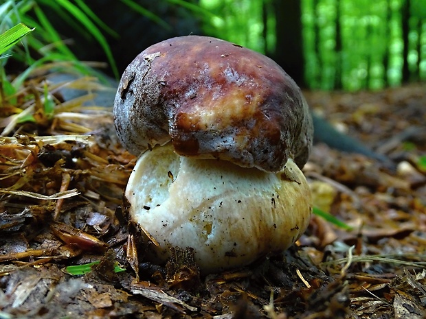 hríb sosnový Boletus pinophilus Pil. et Dermek in Pil.