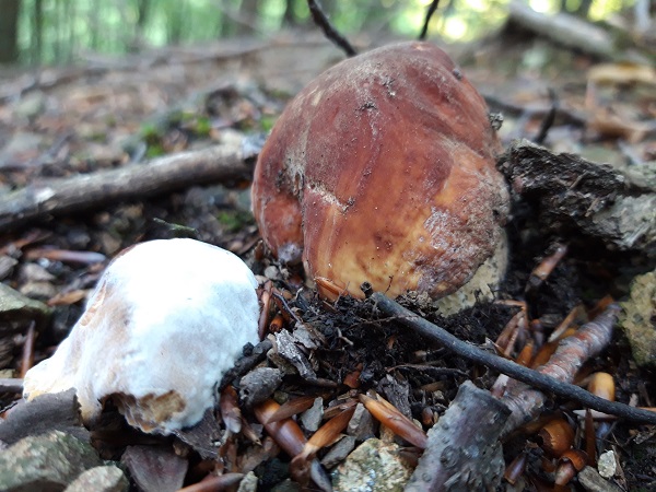 hríb sosnový Boletus pinophilus Pil. et Dermek in Pil.