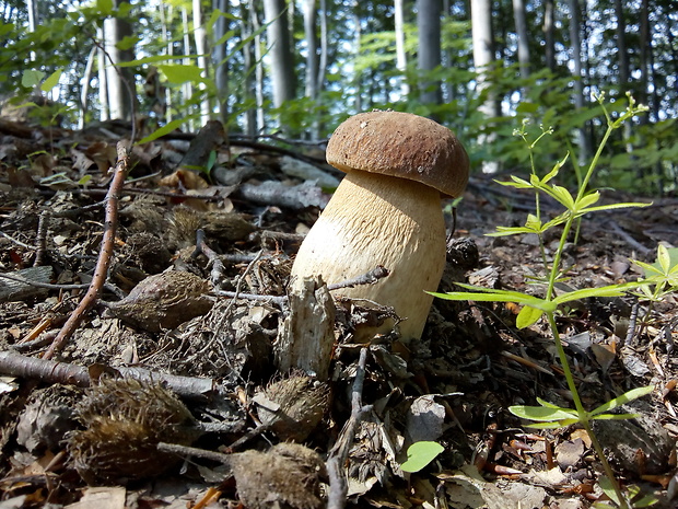 hríb dubový Boletus reticulatus Schaeff.