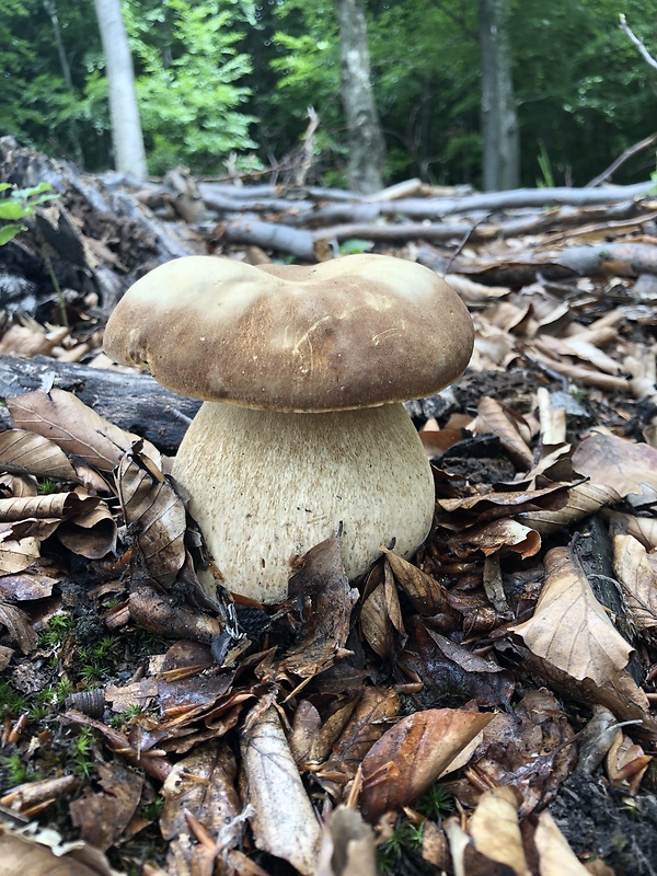 hríb dubový Boletus reticulatus Schaeff.