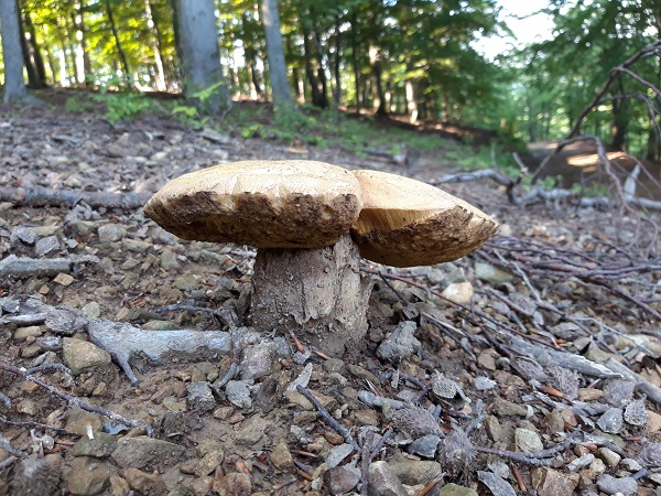 hríb dubový Boletus reticulatus Schaeff.