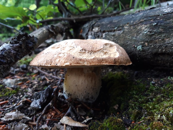 hríb dubový Boletus reticulatus Schaeff.