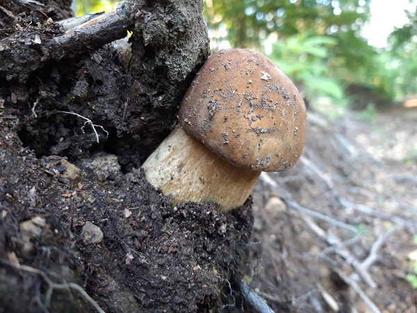 hríb dubový Boletus reticulatus Schaeff.