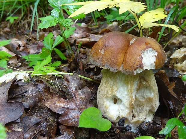 hríb dubový Boletus reticulatus Schaeff.