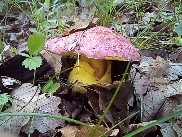 hríb kráľovský Butyriboletus regius (Krombh.) D. Arora & J.L. Frank