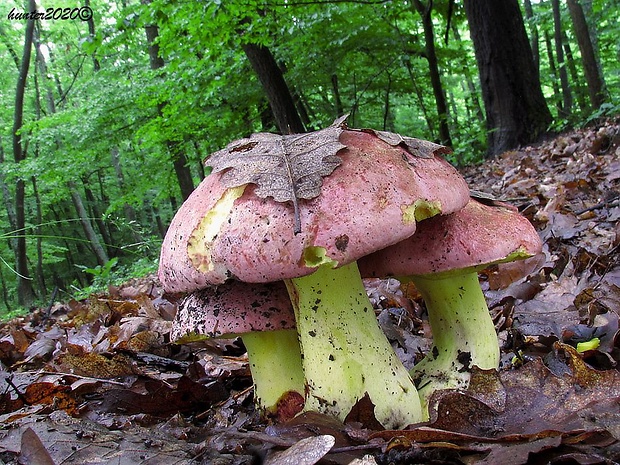 hríb kráľovský Butyriboletus regius (Krombh.) D. Arora & J.L. Frank