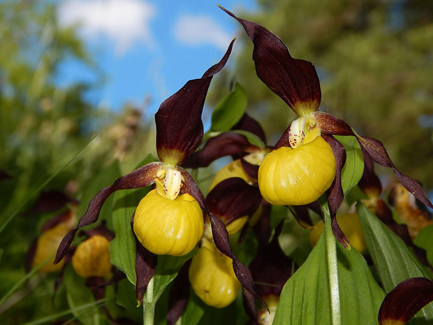 črievičník papučkový Cypripedium calceolus L.