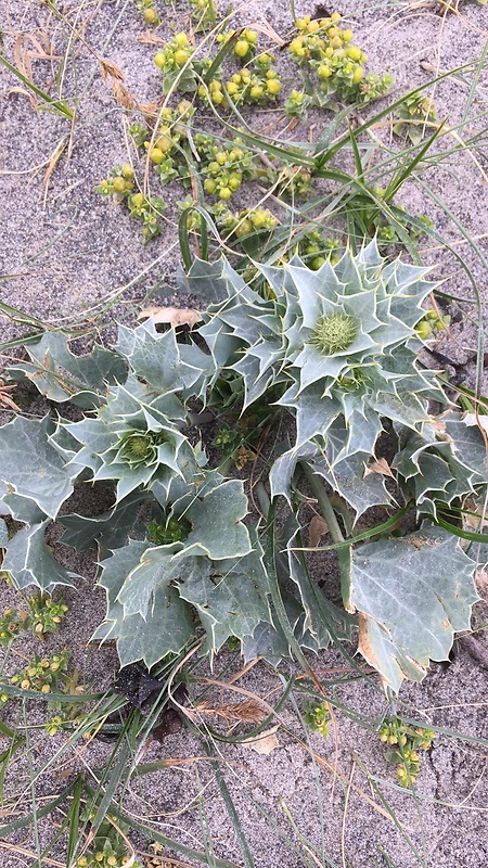 kotúč  prímorský Eryngium maritimum L.