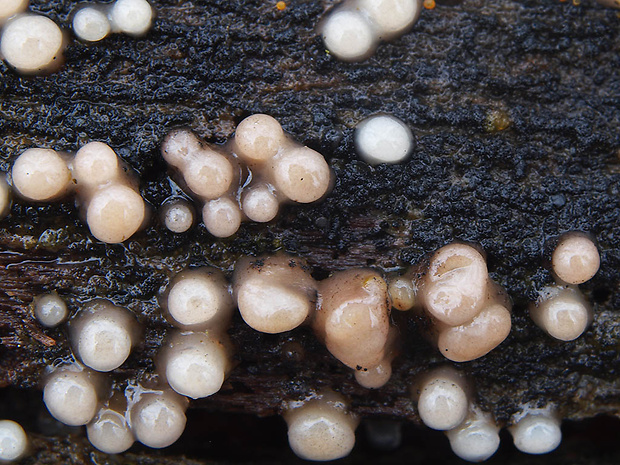 Helicogloea compressa (Ellis & Everh.) V. Malysheva & K. Põldmaa