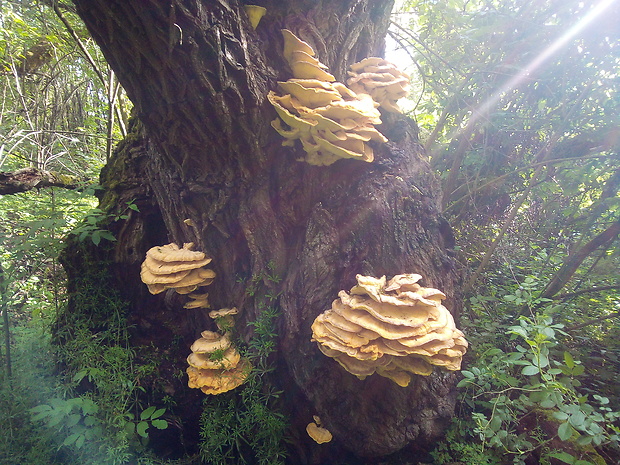 sírovec obyčajný Laetiporus sulphureus (Bull.) Murrill