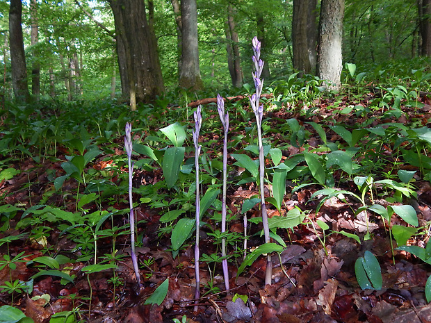 modruška pošvatá Limodorum abortivum (L.) Sw.