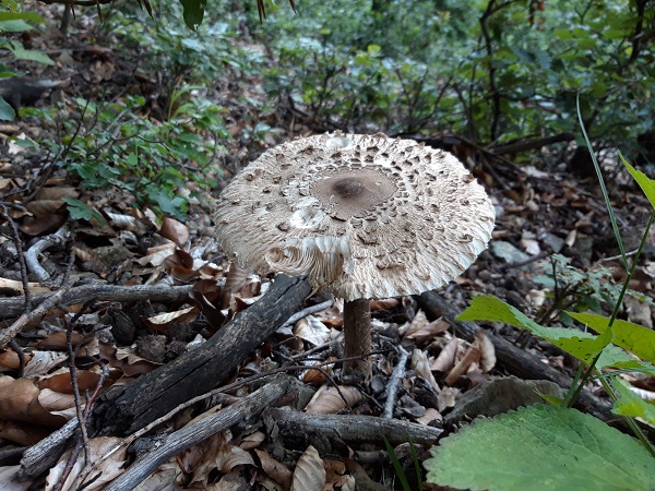 bedľa vysoká Macrolepiota procera (Scop.) Singer