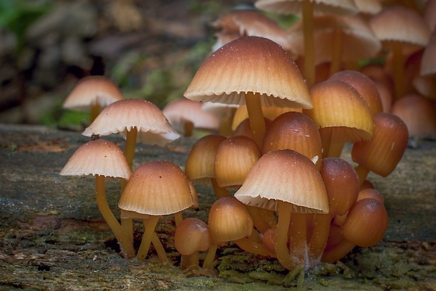 prilbička žltohlúbiková Mycena renati Quél.