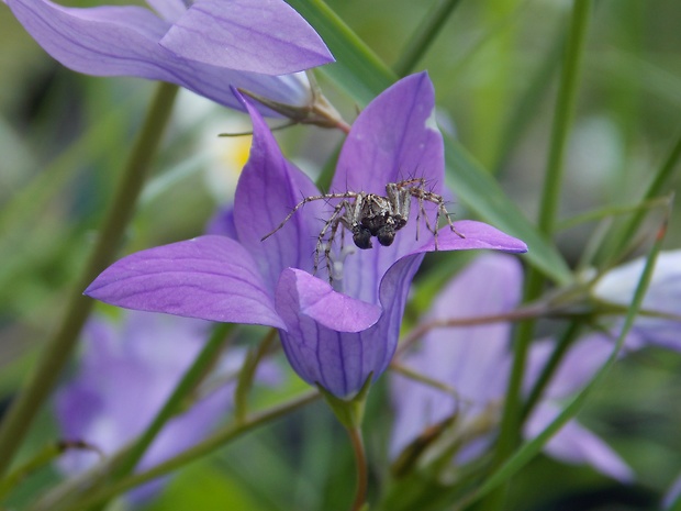 oxyopes ramosus Oxyopes ramosus