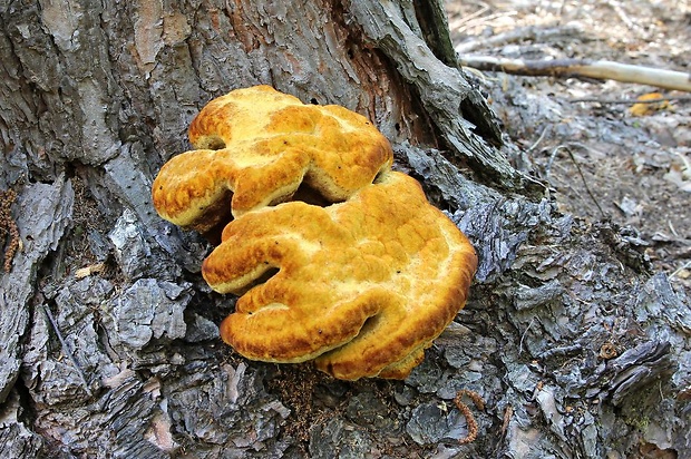 hnedák Schweinitzov Phaeolus schweinitzii (Fr.) Pat.