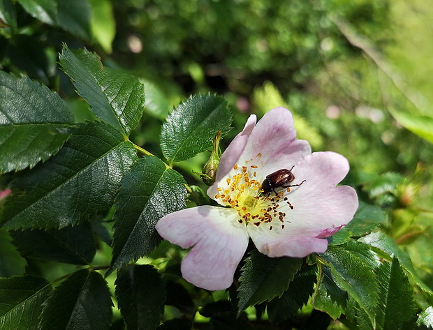 ruža šípová Rosa canina L.