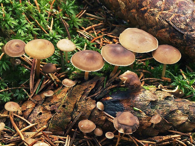 peniazočka smreková Strobilurus esculentus (Wulfen) Singer