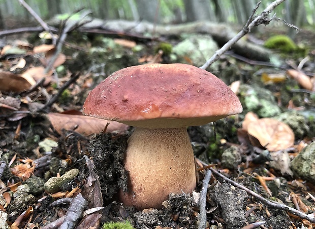 hríb sosnový Boletus pinophilus Pil. et Dermek in Pil.