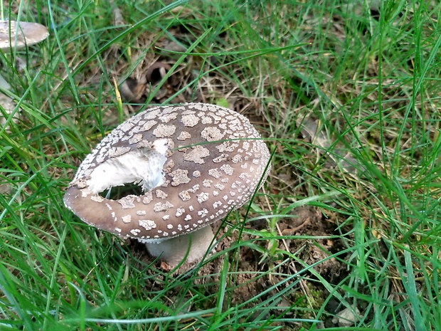 muchotrávka hrubá Amanita excelsa (Fr.) Bertill.