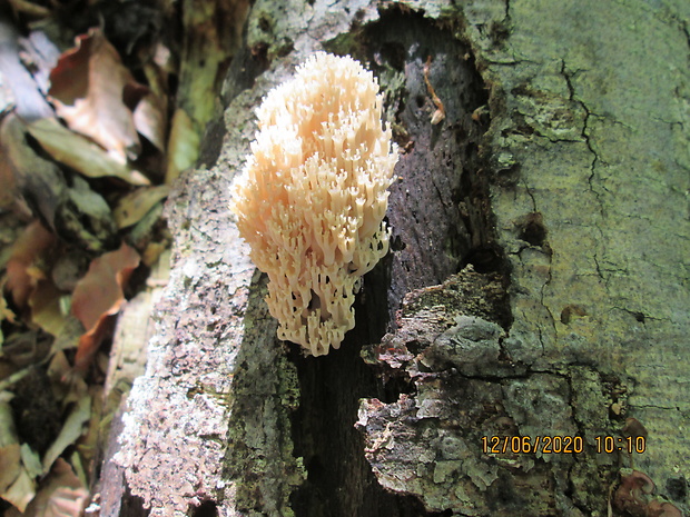 korunovec svietnikovitý Artomyces pyxidatus (Pers.) Jülich