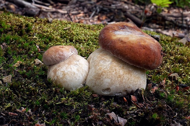 hríb dubový Boletus reticulatus Schaeff.