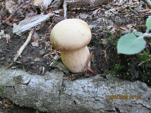 hríb dubový Boletus reticulatus Schaeff.