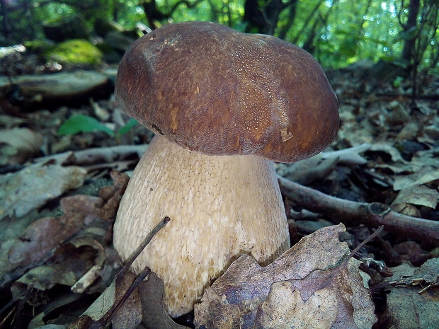 hríb dubový Boletus reticulatus Schaeff.