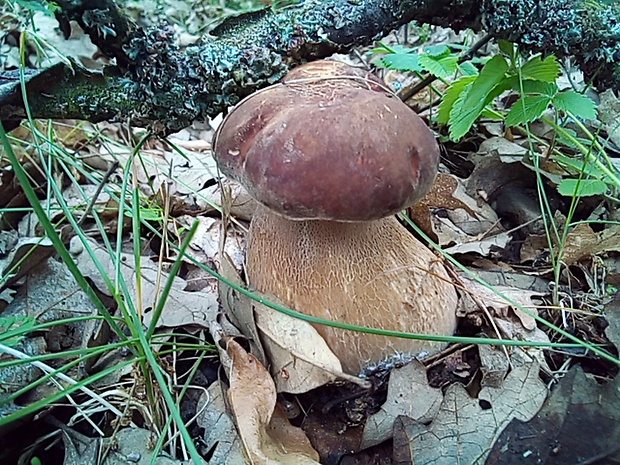 hríb dubový Boletus reticulatus Schaeff.