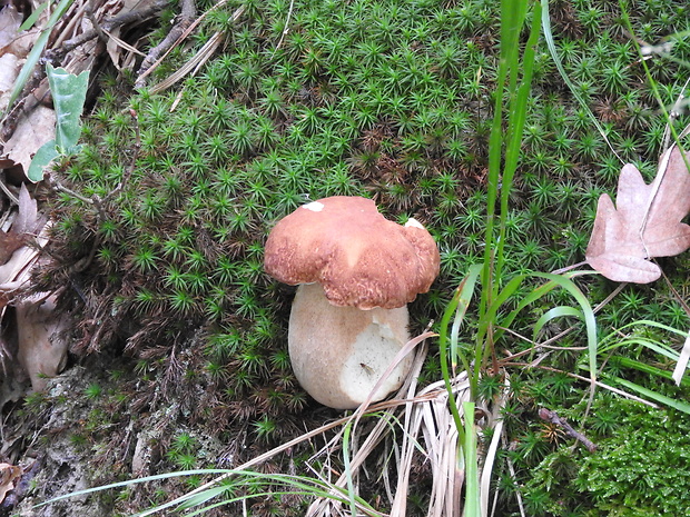 hríb dubový Boletus reticulatus Schaeff.