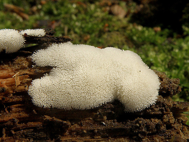 rohačka kríčkovitá, nerozvetvená varieta Ceratiomyxa fruticulosa var. descendens Emoto (1933)