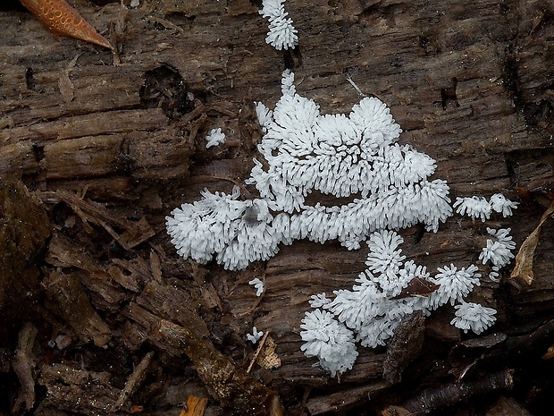 rohačka kríčkovitá Ceratiomyxa fruticulosa var. fruticulosa (O.F. Müll.) T. Macbr