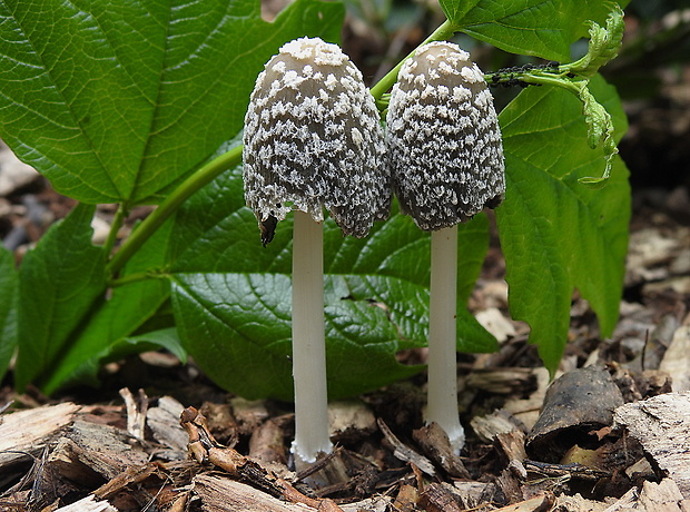 hnojník vločkatý Coprinellus flocculosus (DC.) Vilgalys, Hopple & Jacq. Johnson