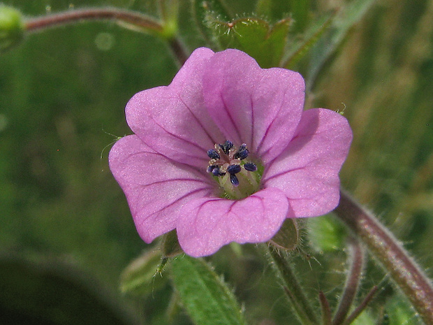 pakost rozčapený Geranium divaricatum Ehrh.