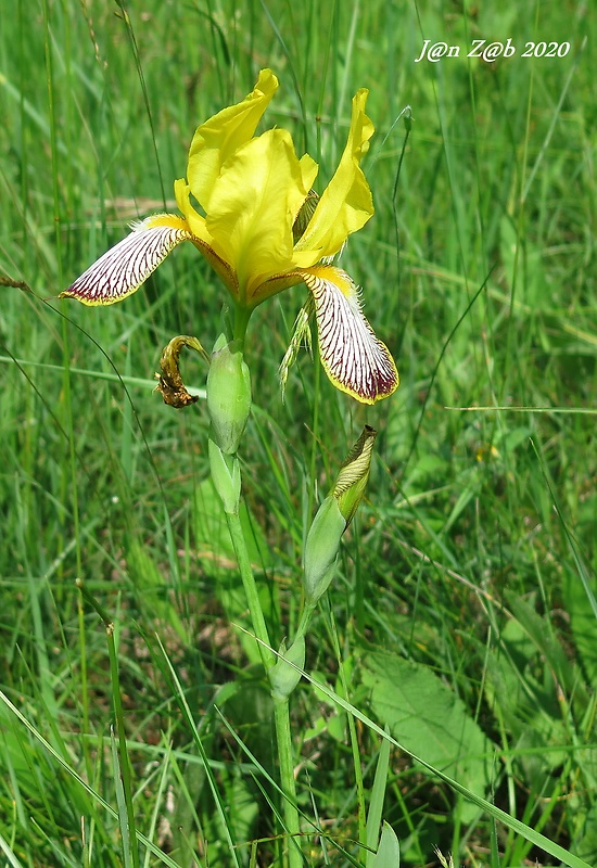 kosatec dvojfarebný Iris variegata L.