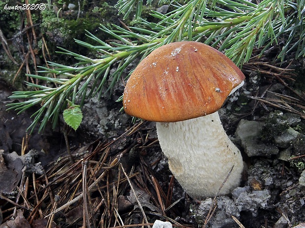 kozák osikový Leccinum albostipitatum den Bakker & Noordel.