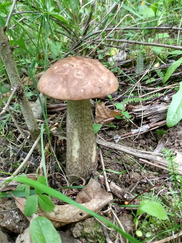 kozák brezový Leccinum scabrum (Bull.) Gray