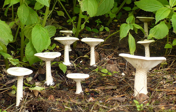 tmavuľka bradavičnatá Melanoleuca verrucipes (Fr.) Singer