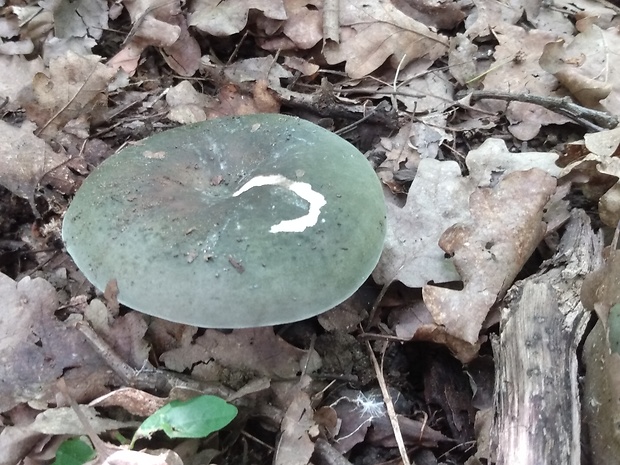 plávka modrastá Russula cyanoxantha (Schaeff.) Fr.