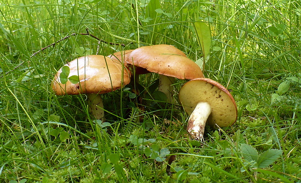 masliak zrnitý Suillus granulatus (L.) Roussel