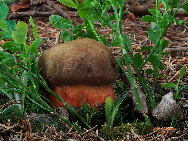 hríb zrnitohlúbikový Sutorius luridiformis (Rostk.) G. Wu & Zhu L. Yang