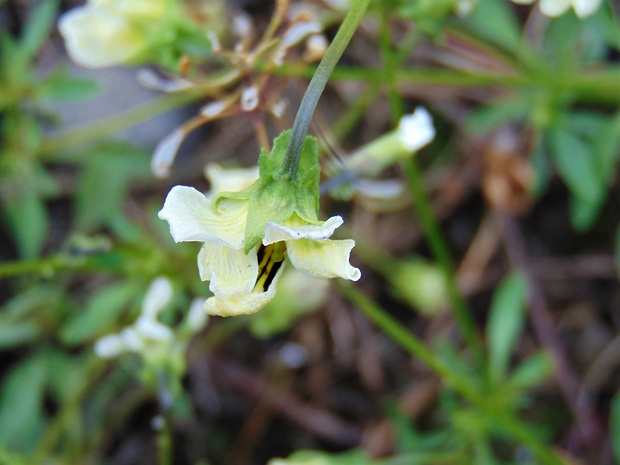 fialka Viola sp.