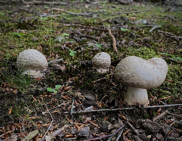 muchotrávka hrubá Amanita excelsa (Fr.) Bertill.