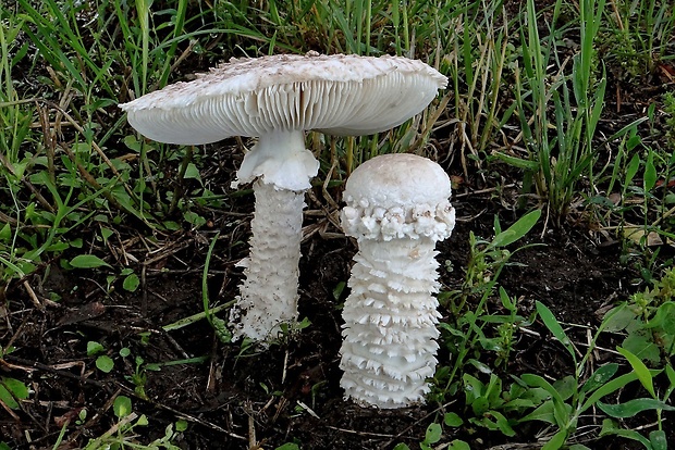 muchotrávka Vittadiniho Amanita vittadinii (Moretti) Vittad.