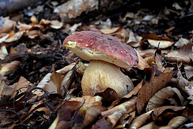 hríb sosnový Boletus pinophilus Pil. et Dermek in Pil.