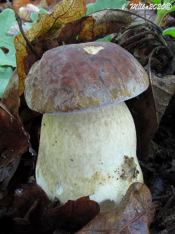 hríb dubový Boletus reticulatus Schaeff.